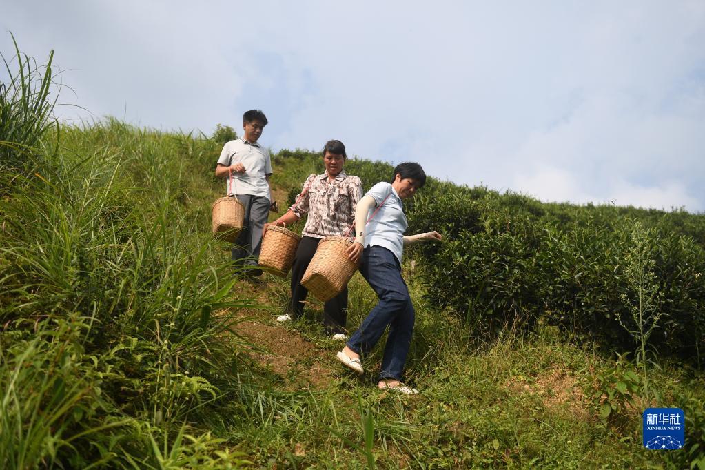 在廣西蒼梧縣六堡鎮(zhèn)山坪村，祝雪蘭（前）和村民采茶后走下茶山（2022年9月22日攝）。新華社記者 陸波岸 攝